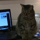 Image for article titled CAT DIALS 911 Is the Ultimate Summer News Story
